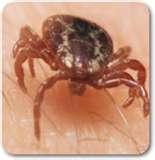 tick